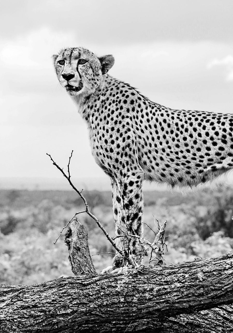 Animals