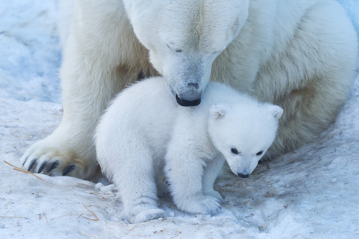 Gentle Polar Bear Family by Anton Belovodchenko