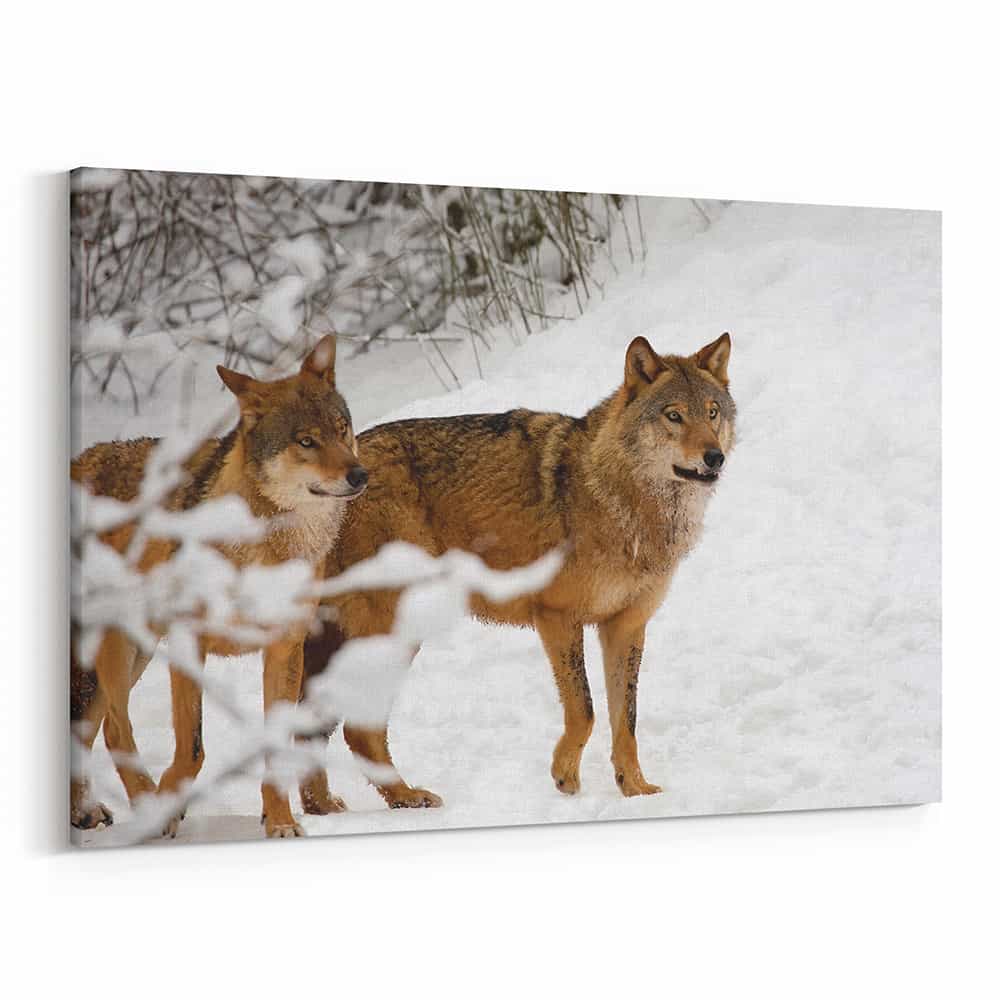 2 Brown Wolves In The Snow Canvas Wall Art