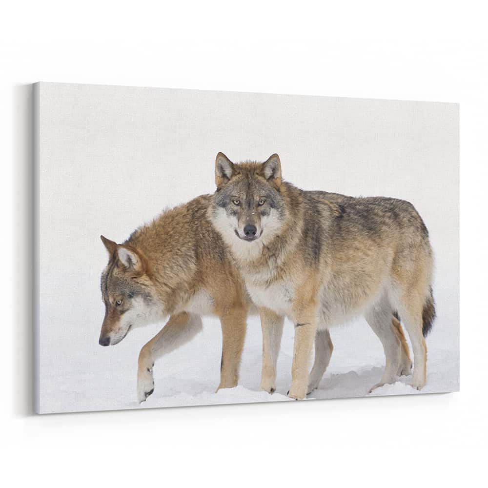 2 Gray Wolves In The Snow Canvas Wall Art