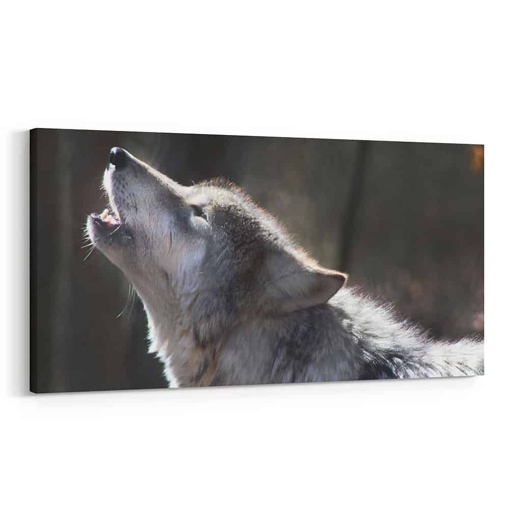 A Gray Wolf Howling Canvas Wall Art