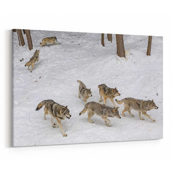 A Wolf Pack In Winter Canvas Wall Art