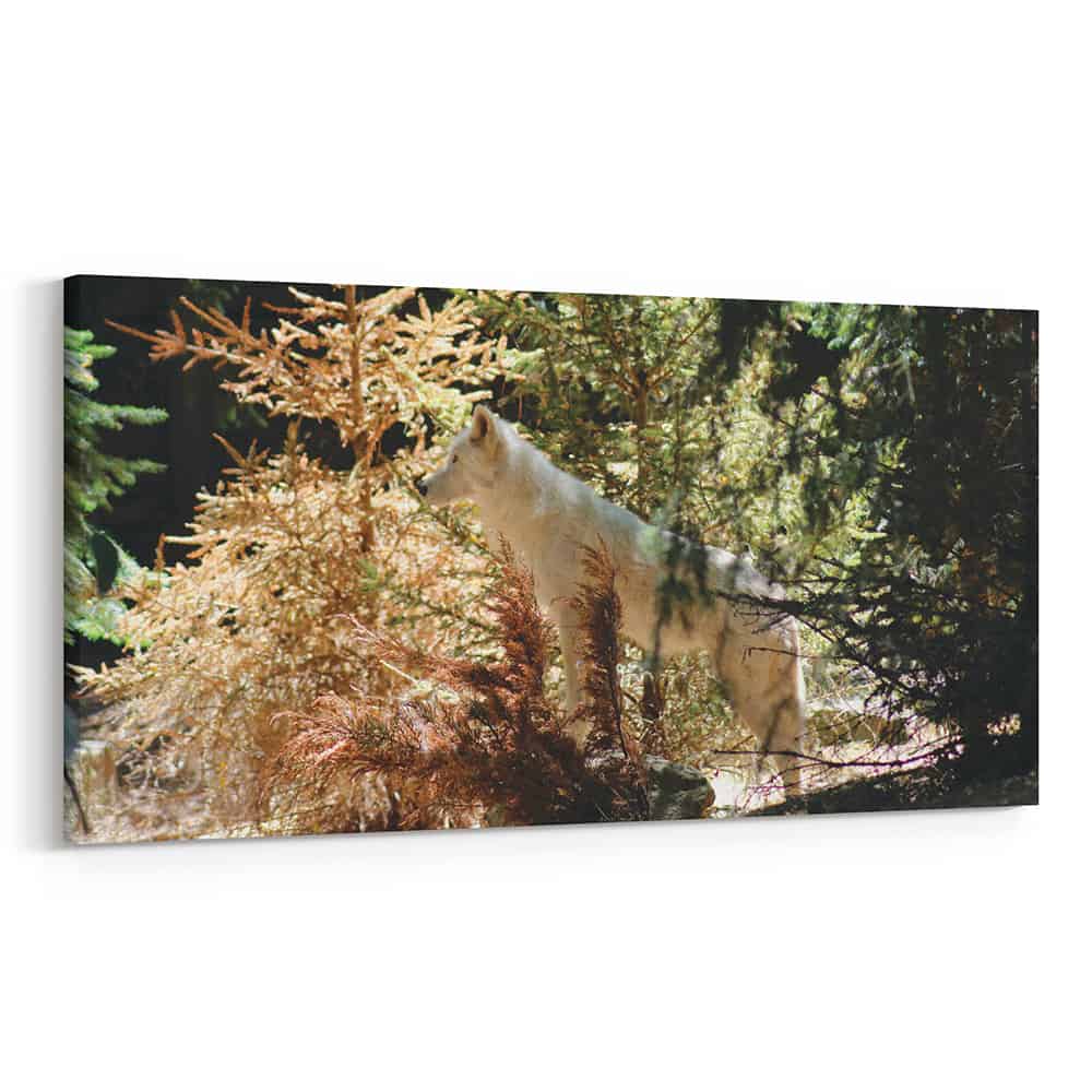 Arctic Wolf In Forest Canvas Wall Art – Wolf Wall Art