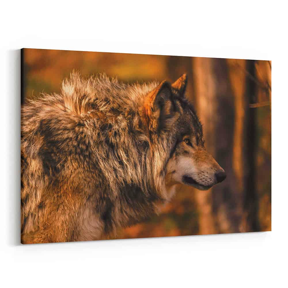Autumn Wolf Side View Canvas Wall Art