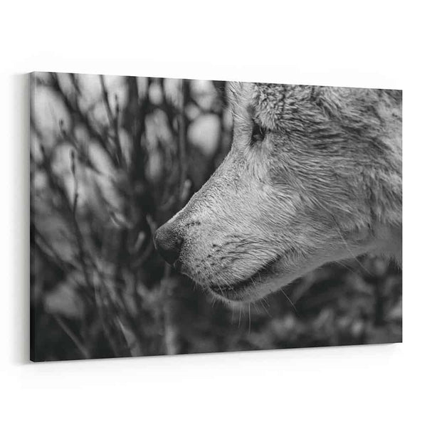 Black And White Wolf – Close Up Canvas Wall Art