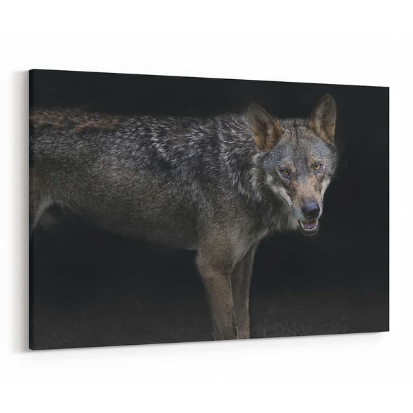 Gray Wolf In The Dark Canvas Wall Art