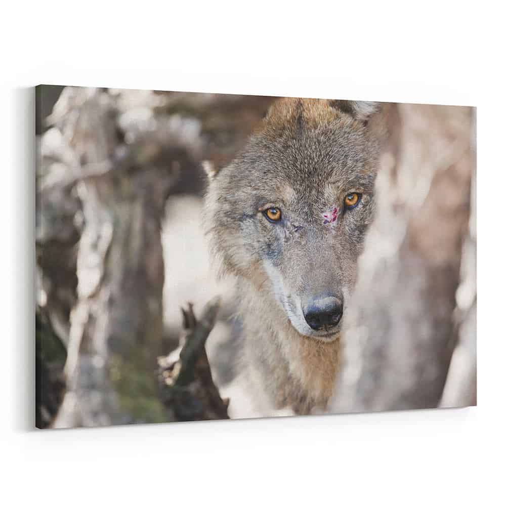 Gray Wolf Stalking Its Prey Canvas Wall Art | 365Canvas