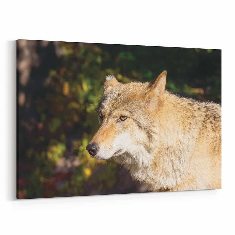 Timber Wolf Close Up Canvas Wall Art