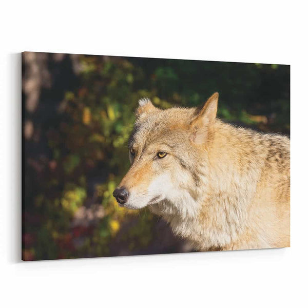 Timber Wolf Close Up Canvas Wall Art