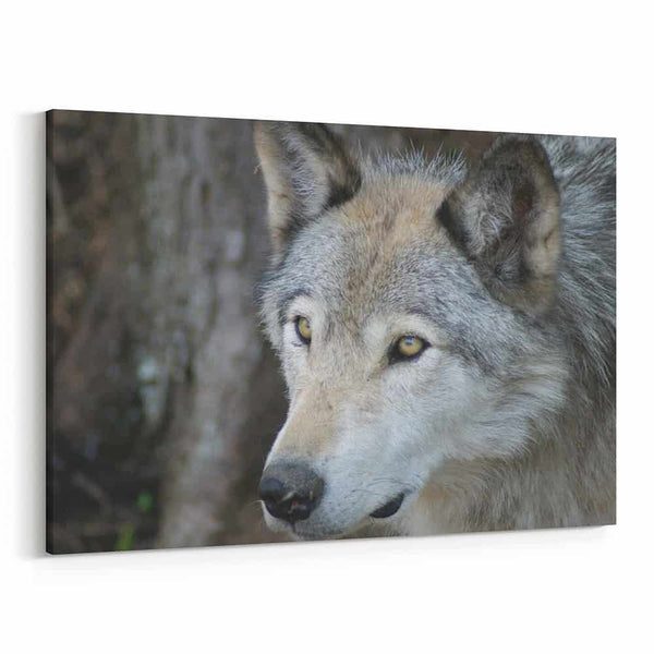 Wolf With Yellow Eyes – Close Up Canvas Wall Art
