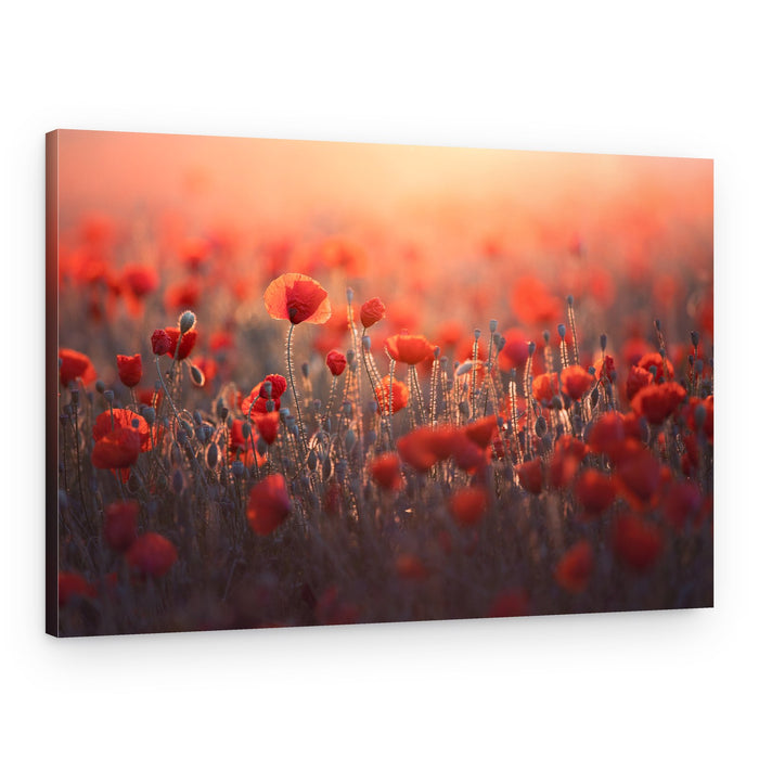 Golden Hour Poppies – Canvas Print