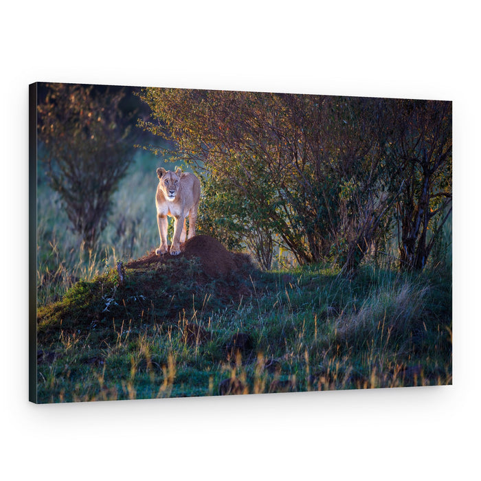 Golden Hour Lioness – Canvas Print