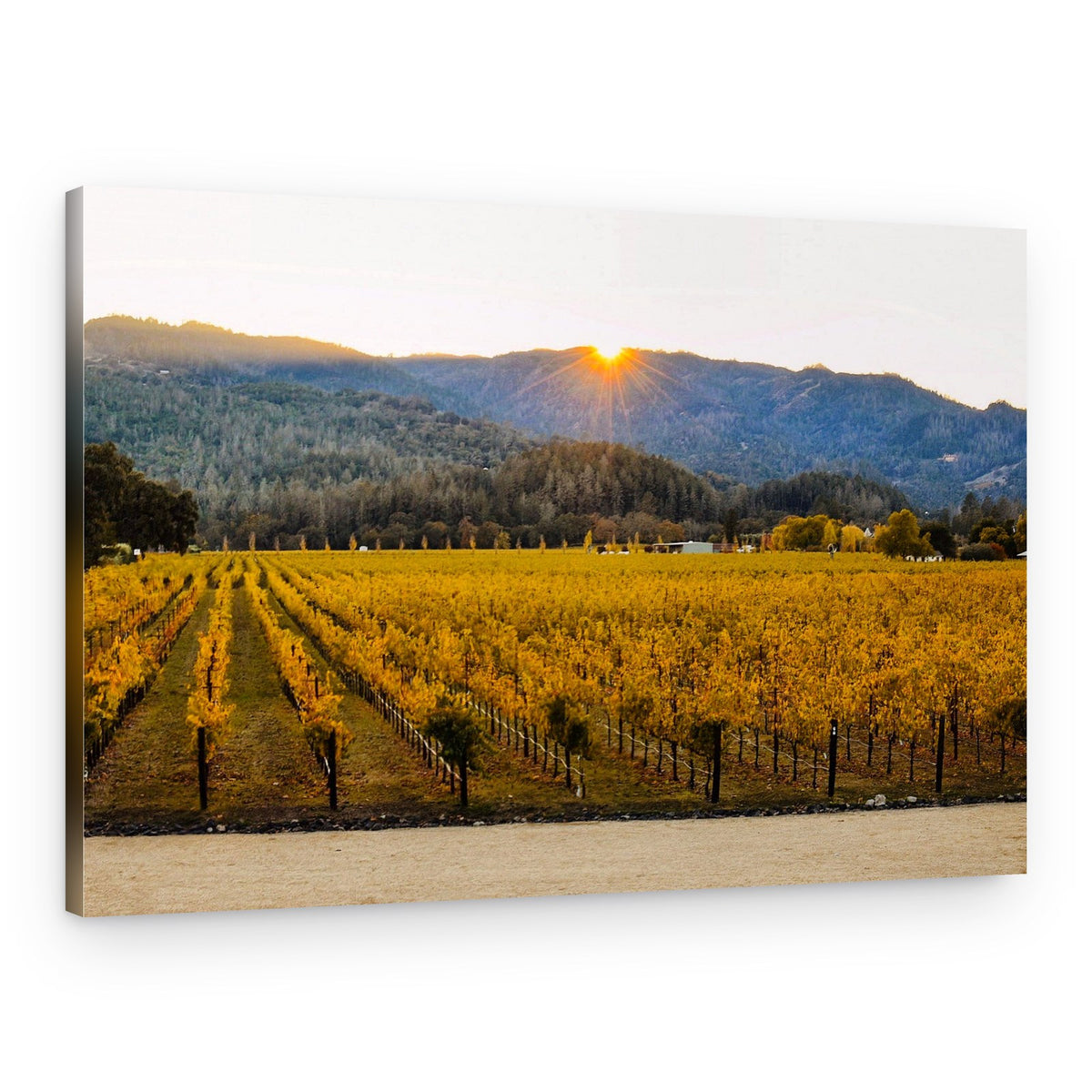 Golden Vineyard Sunset – Canvas Print