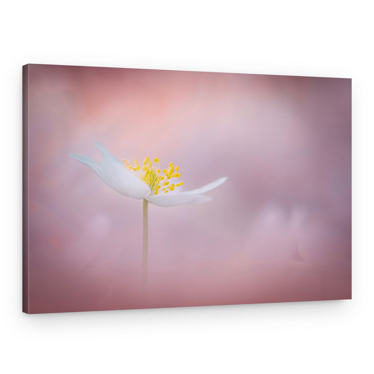 Serene White Blossom – Canvas Print