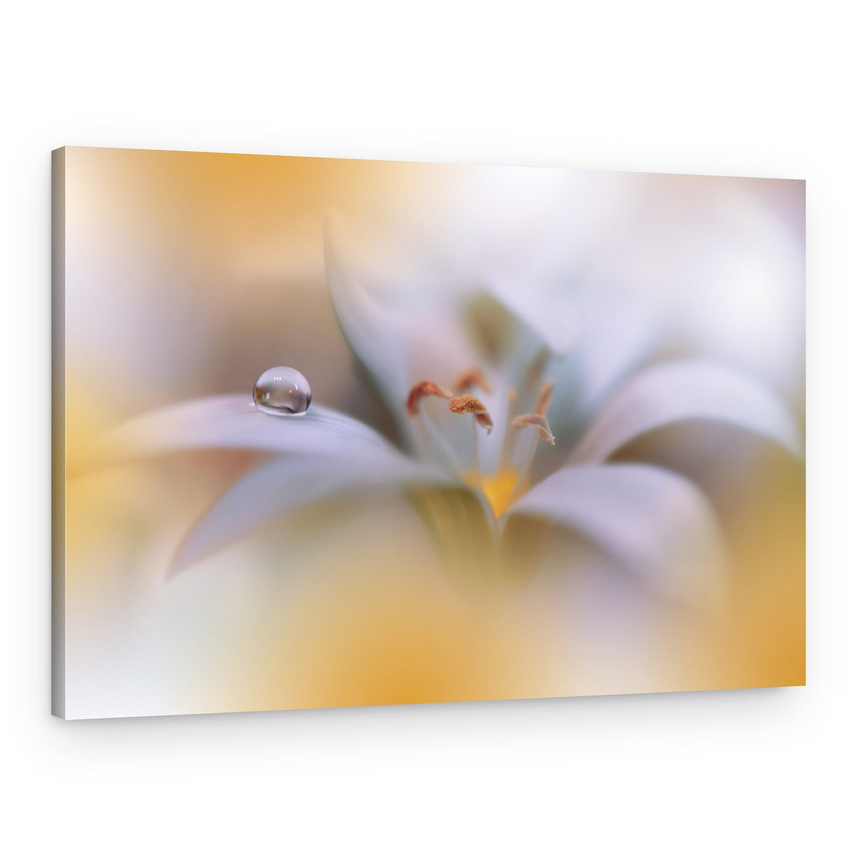 White Bloom Water Drop – Canvas Print