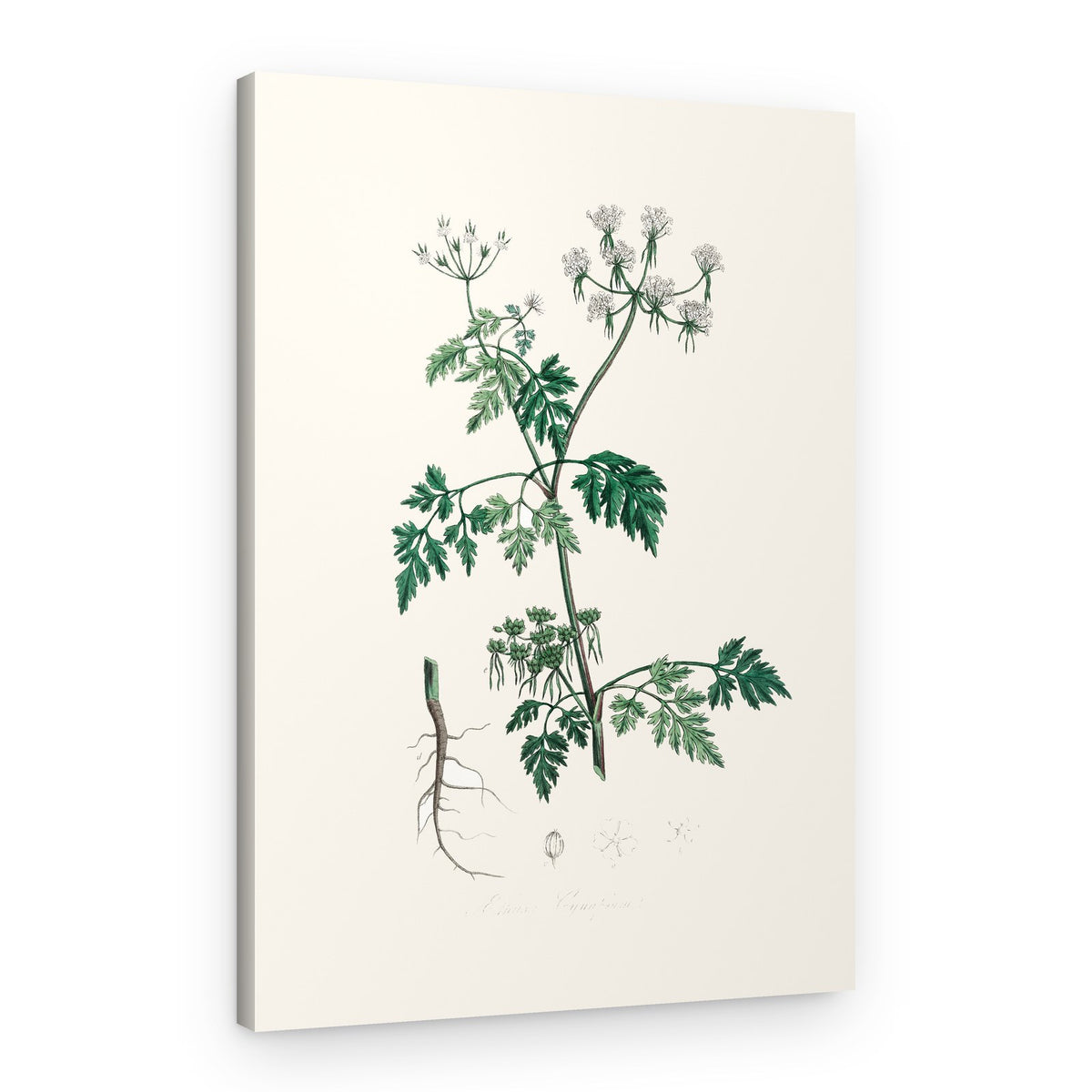 Poison Parsley (aethusa Cynapium) Medical Botany – Canvas Print
