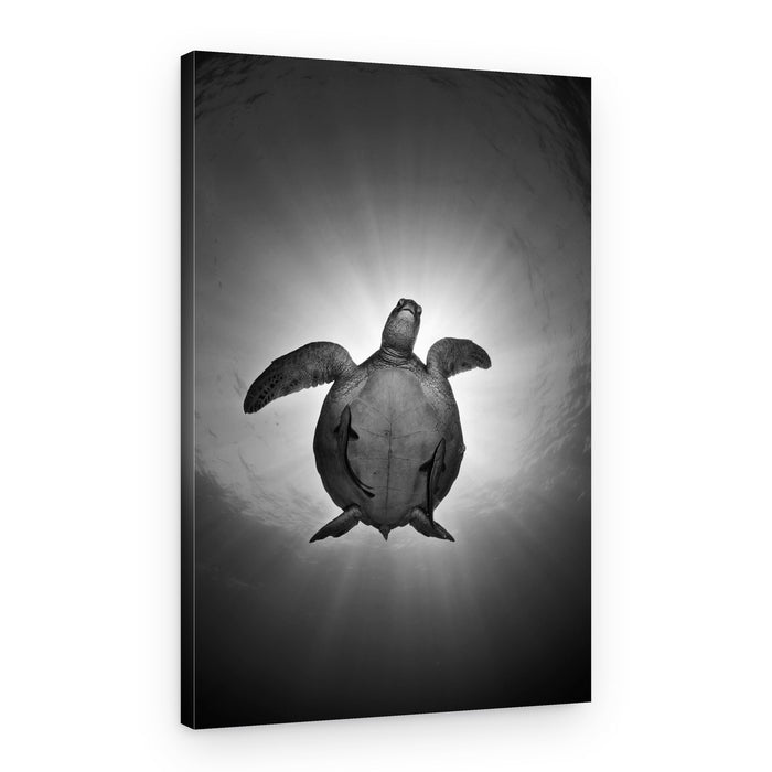 Sunlit Ocean Turtle – Canvas Print