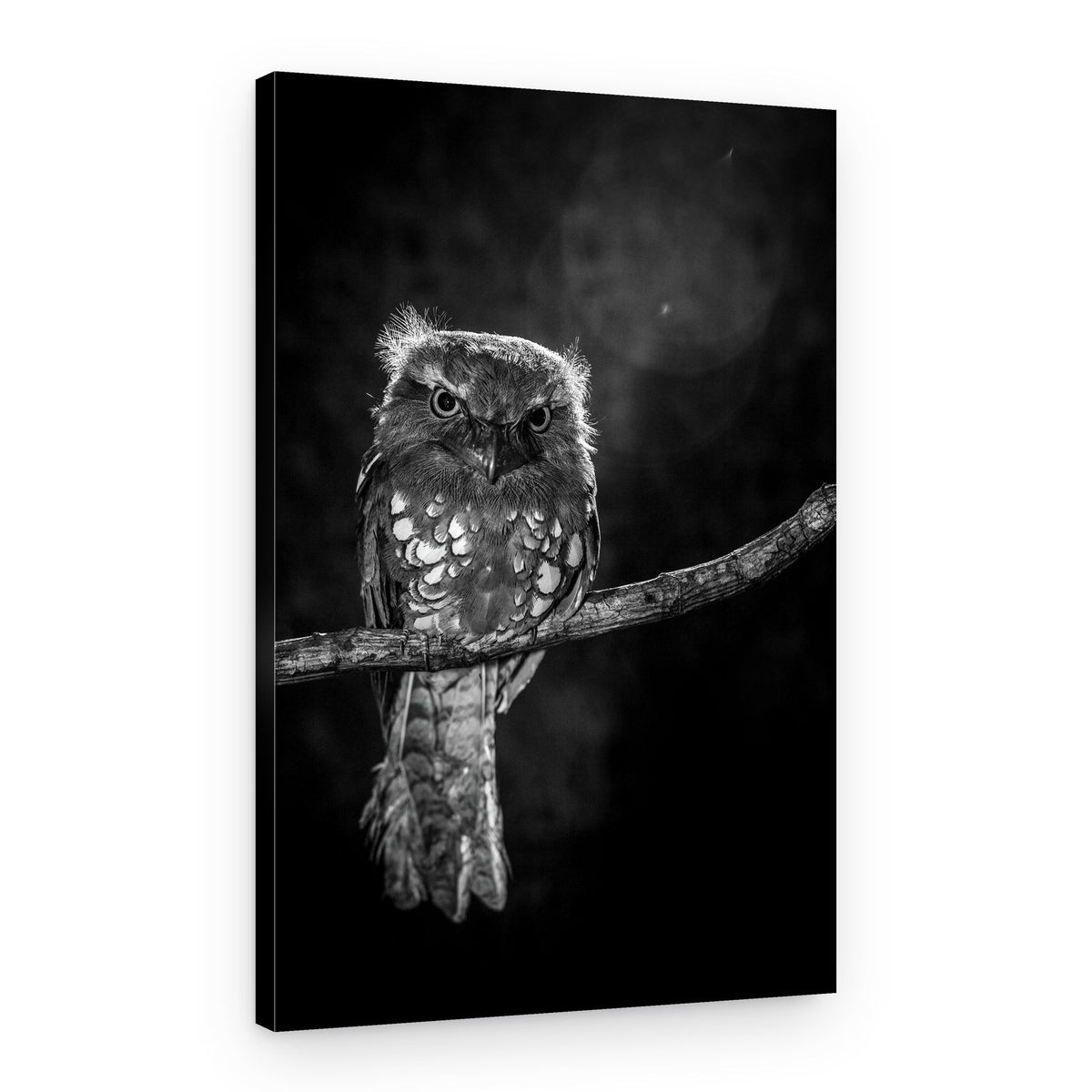 Intense Potoo Gaze – Canvas Print