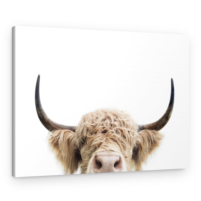 Peeking Cow – Canvas Print