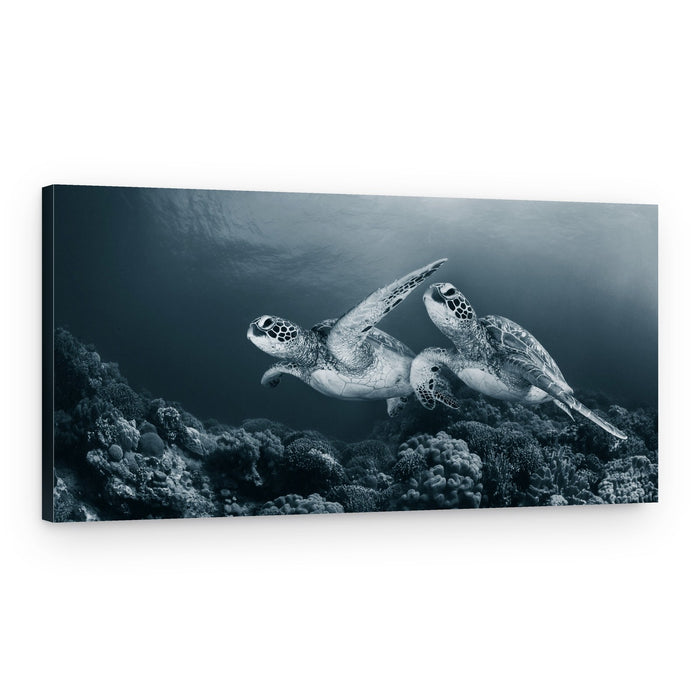 Graceful Sea Turtles Swim – Canvas Print