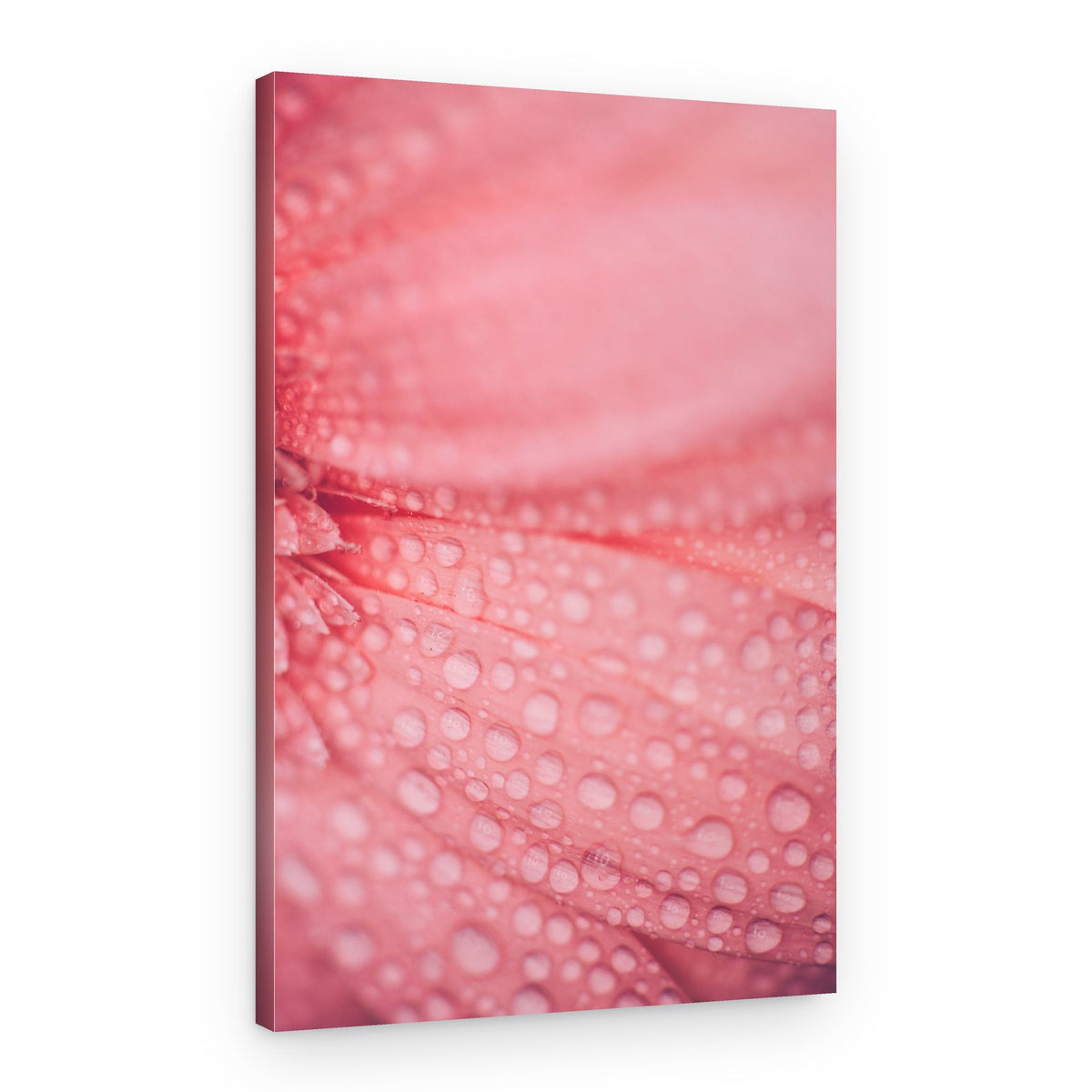 Soft Pink Bloom – Canvas Print