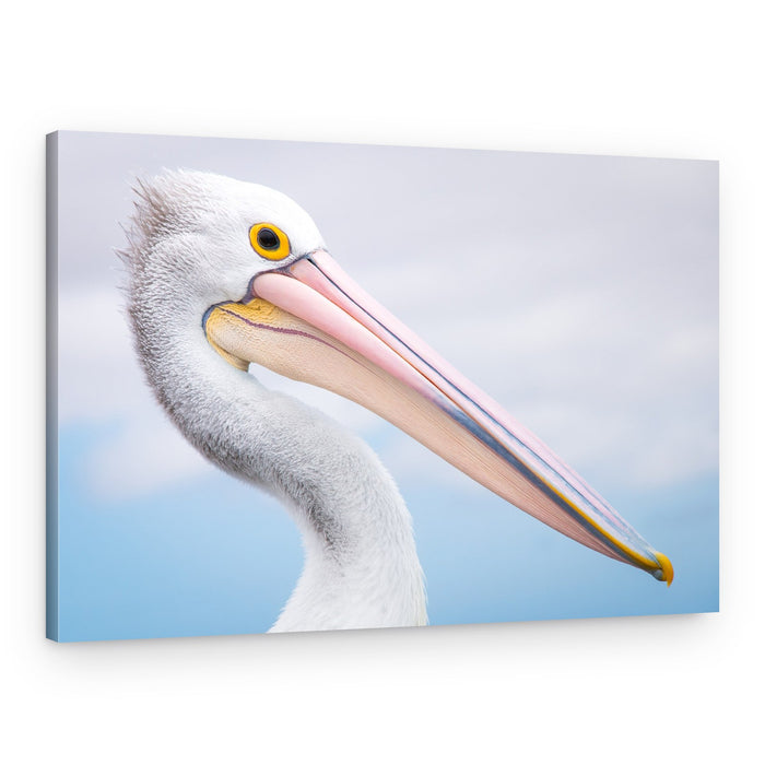 Elegant Pelican Profile – Canvas Print