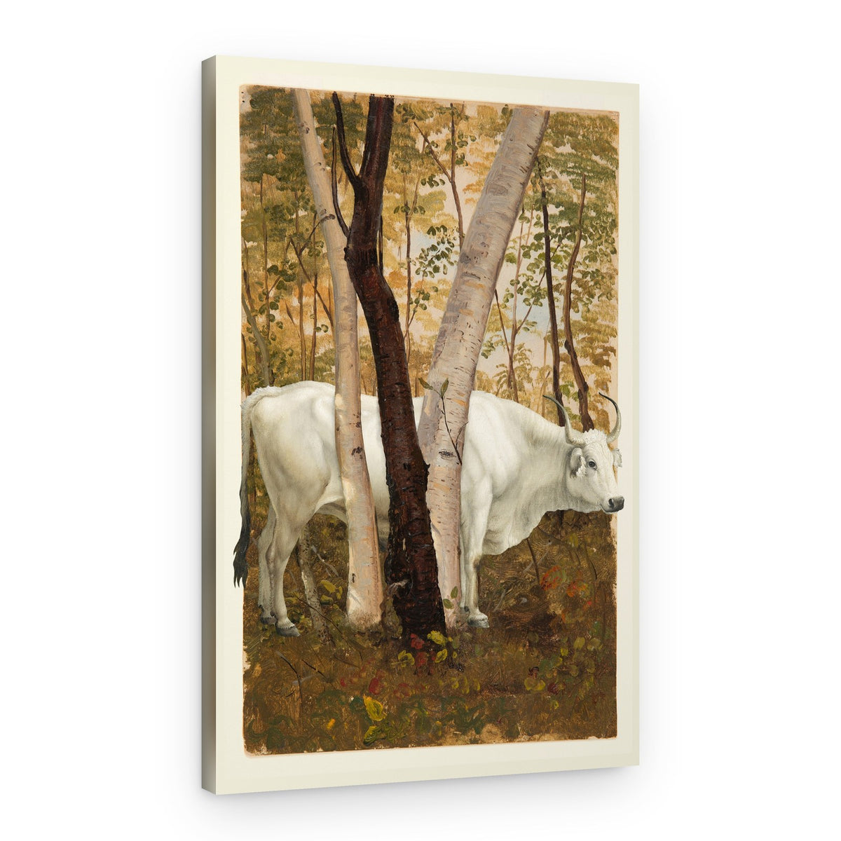 White Cow in Forest – Canvas Print