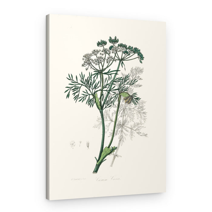 Caraway (carum Carui) Medical Botany – Canvas Print