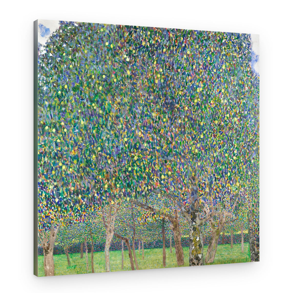 Pear Tree (1903) – Canvas Print
