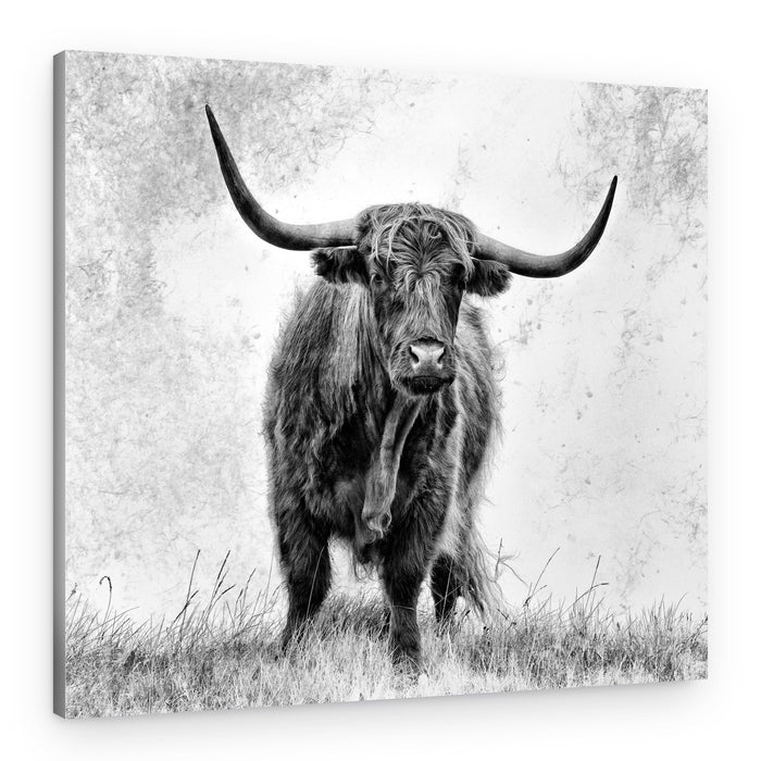 Majestic Highland Cow – Canvas Print