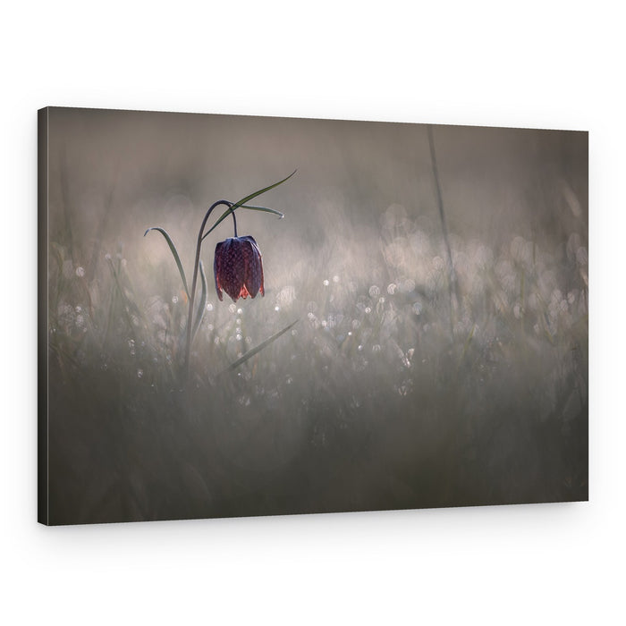 Fritillary Morning Mist – Canvas Print