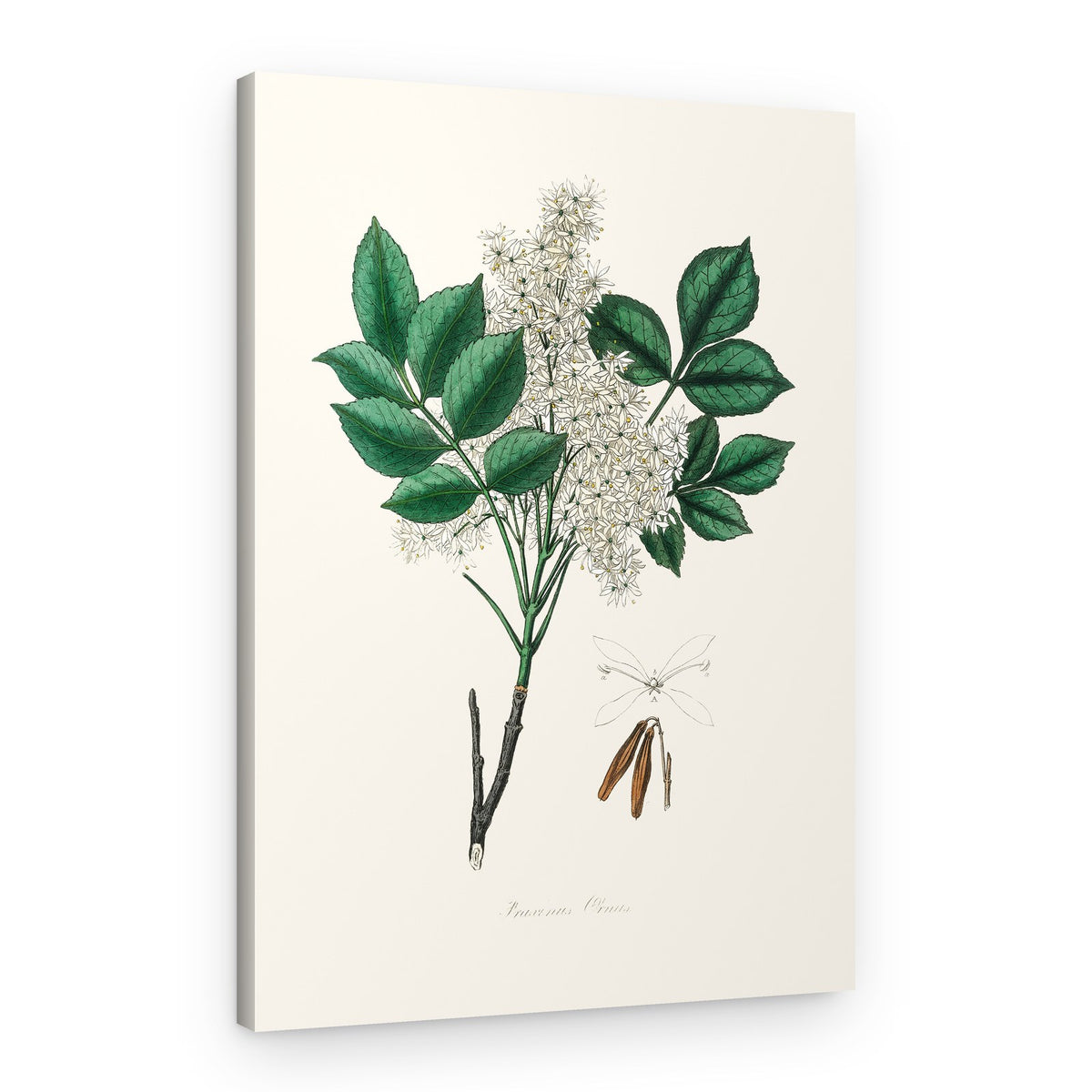 Manna Ash (fraxinus Ornus) Medical Botany – Canvas Print