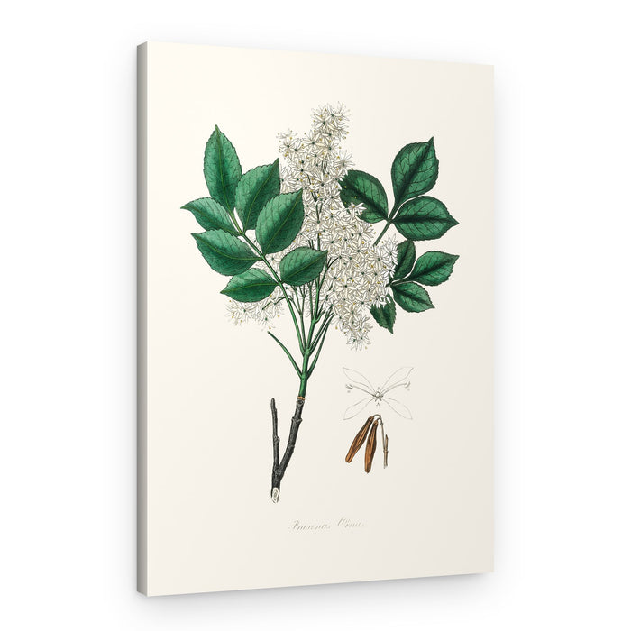 Manna Ash (fraxinus Ornus) Medical Botany – Canvas Print