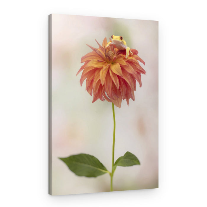 Golden Frog Dahlia – Canvas Print