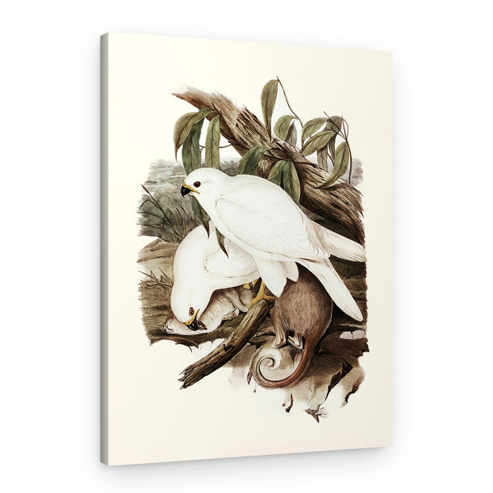 White Goshawk – Canvas Print