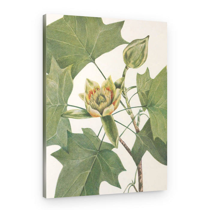 Tulip Tree From North American Wildflowers (1925) By Mary Vaux Walcott – Canvas Print