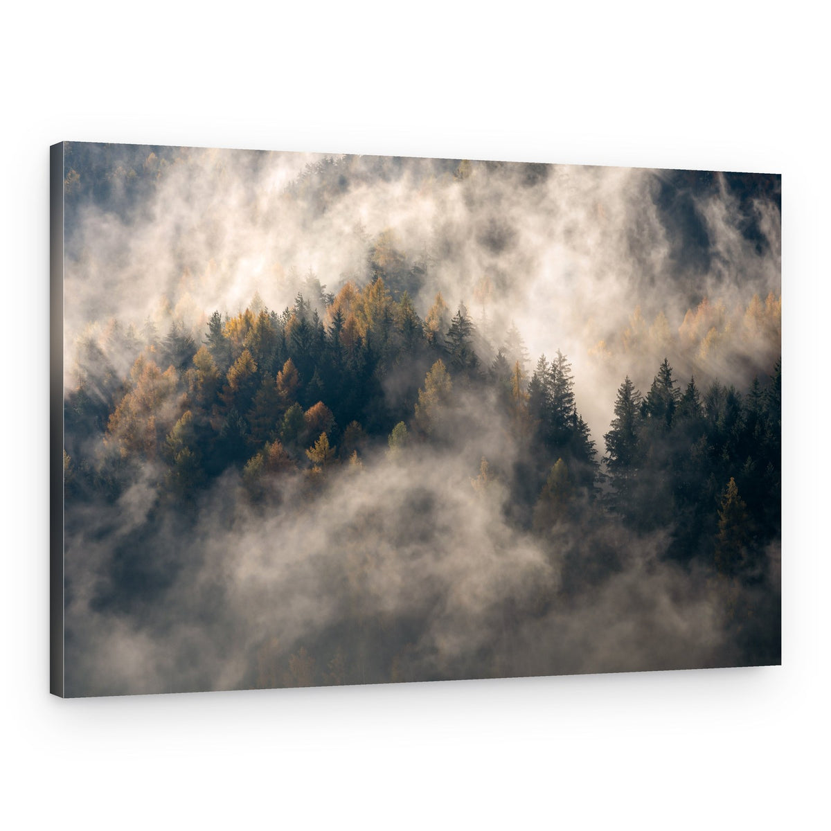 Golden Forest Fog – Canvas Print