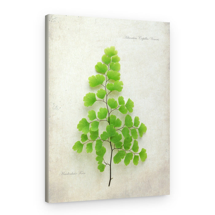 Delicate Maidenhair Fern – Canvas Print