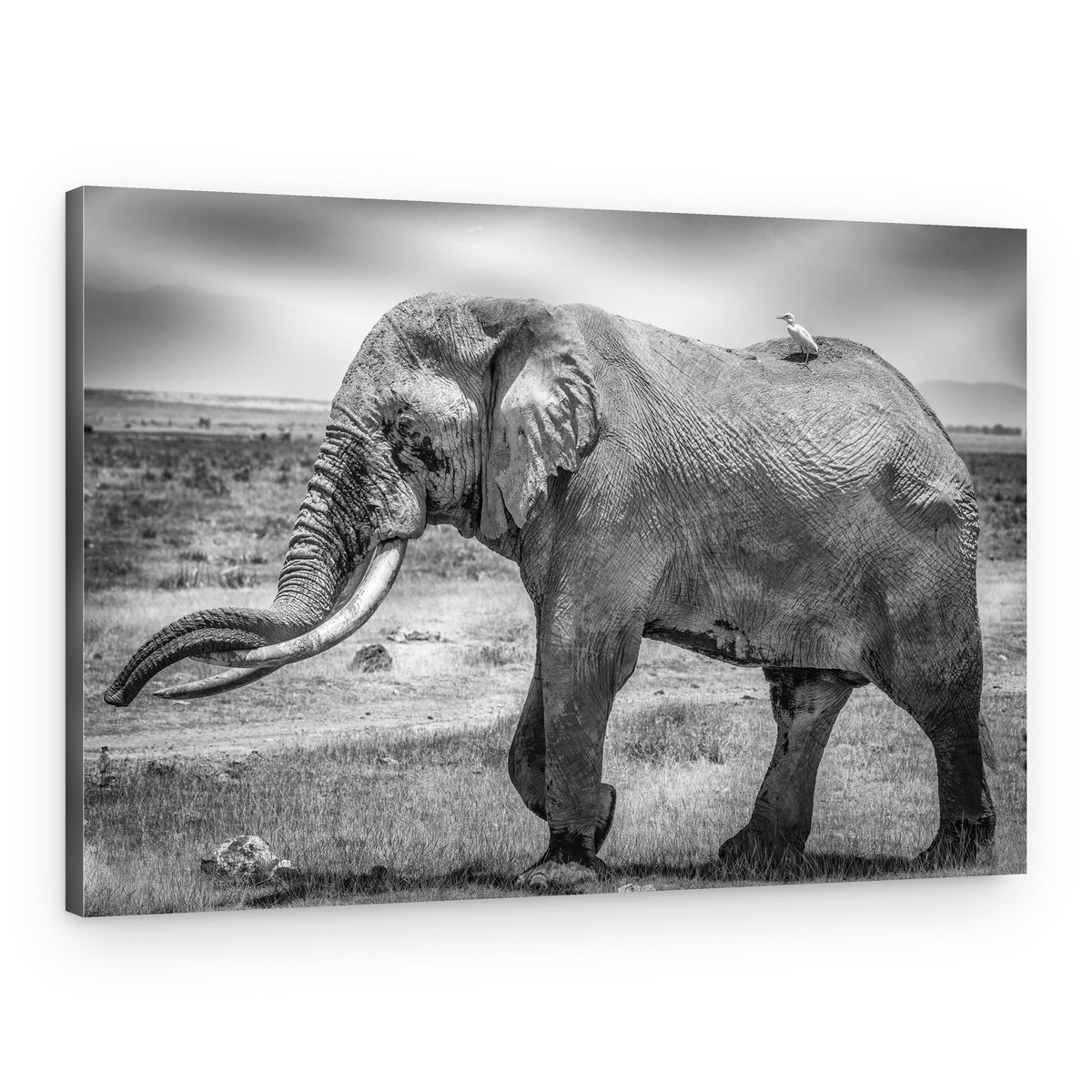 African Elephant and Companion – Canvas Print
