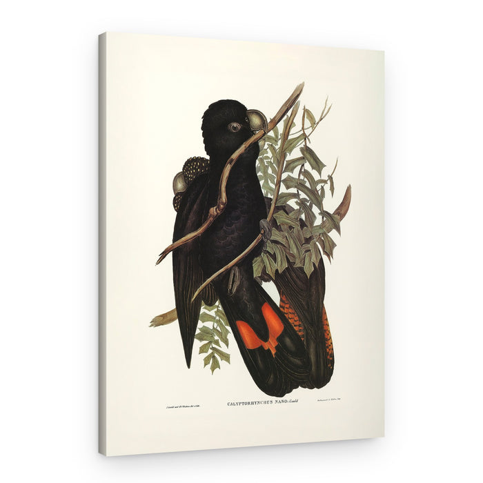Western Black Cockatoo – Canvas Print