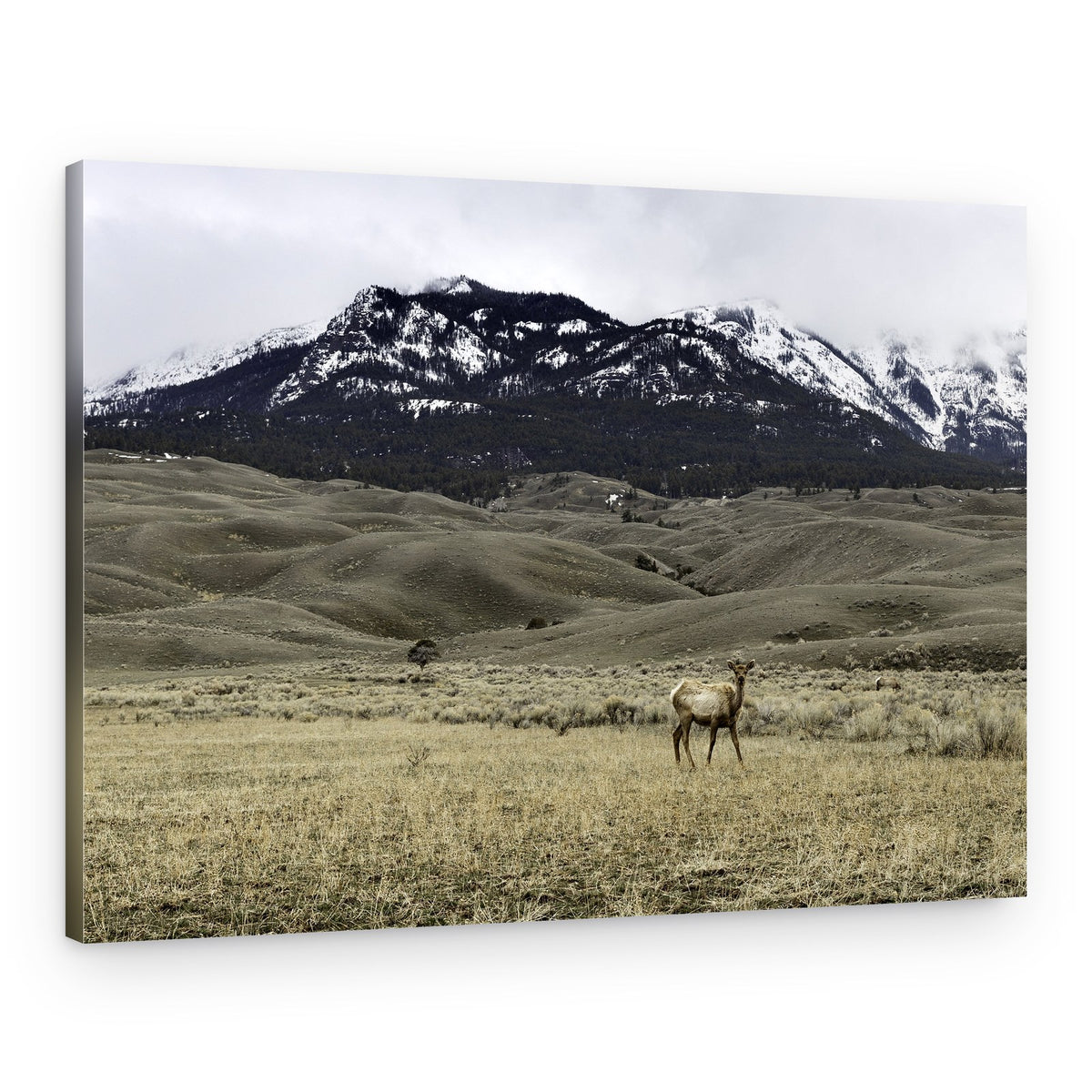 Elk in Mountain Landscape – Canvas Print