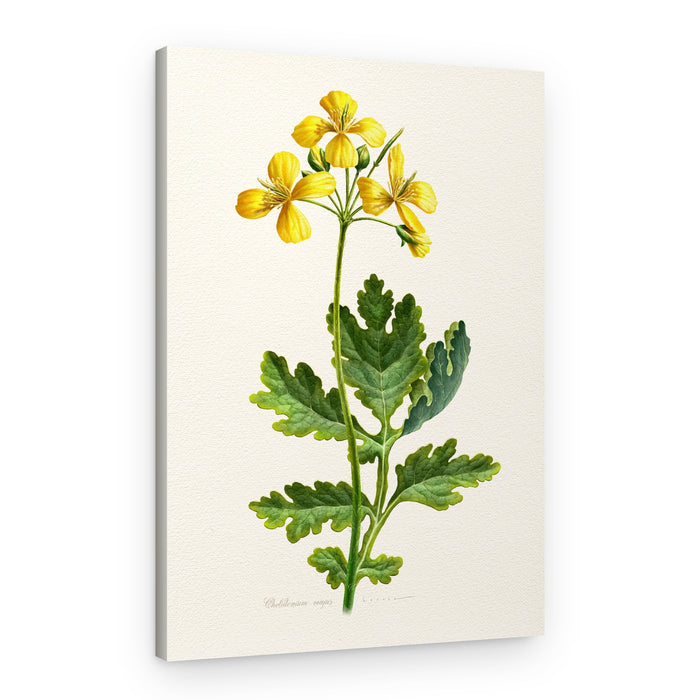 Vintage Celandine Botanical – Canvas Print