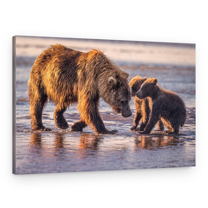 Golden Bear Family – Canvas Print