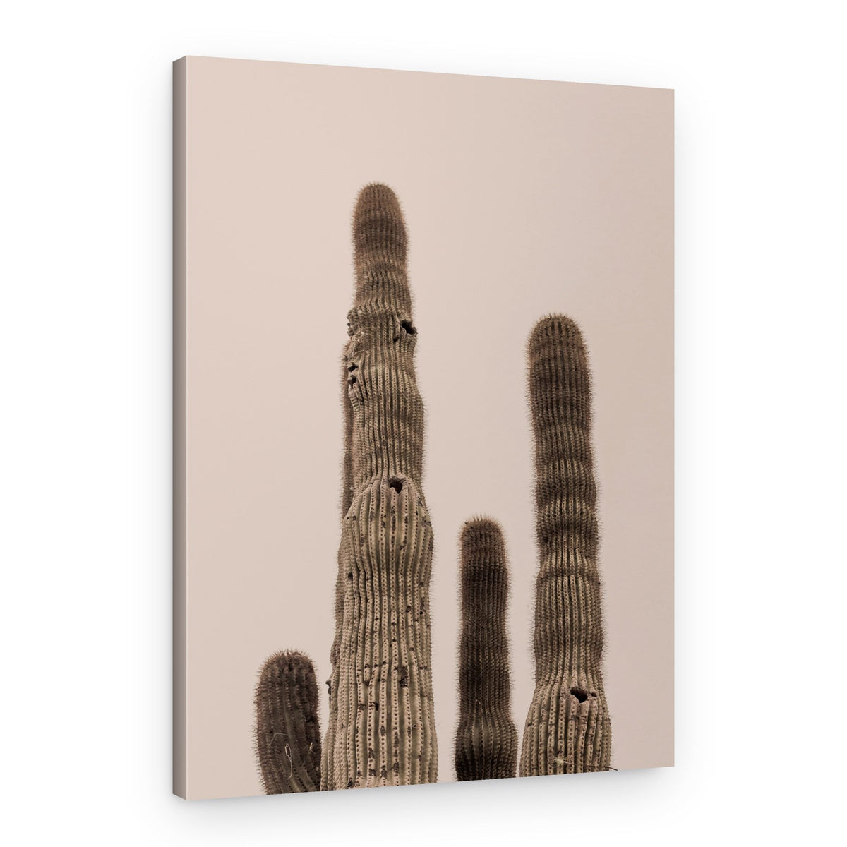 Tall Saguaro Cacti – Canvas Print