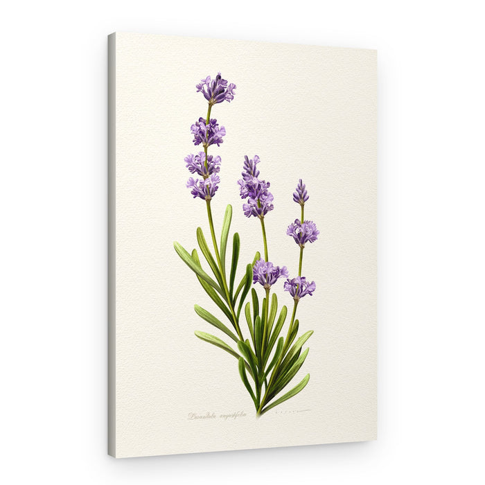 Elegant Lavender Botanical – Canvas Print