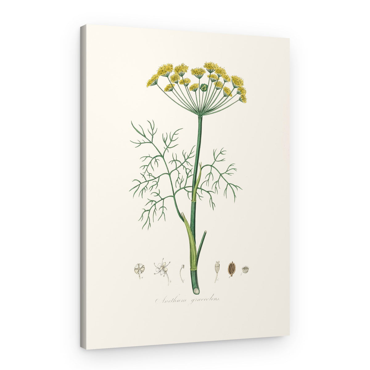 Dill (anethum Graveolens) Medical Botany – Canvas Print