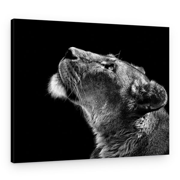 Lion Looking Skyward Canvas Print