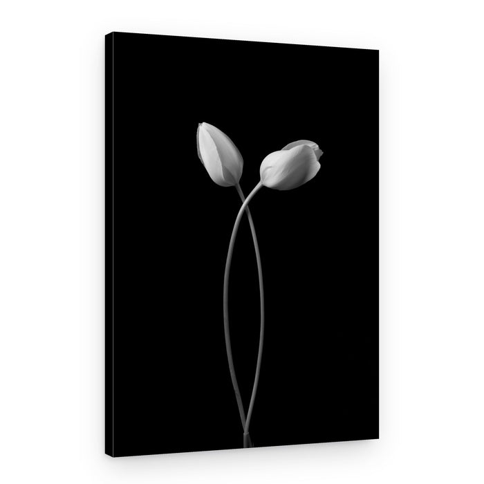 Elegant Tulip Embrace – Canvas Print