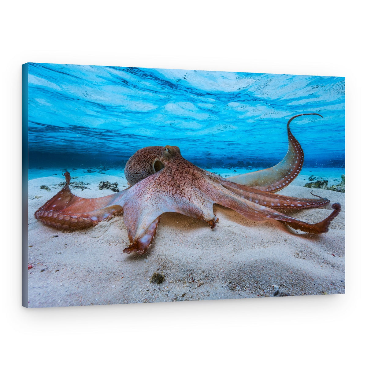 Gentle Octopus Underwater – Canvas Print