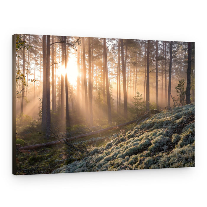Golden Forest Mist – Canvas Print